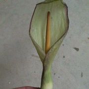 Image of Arum concinnatum  Schott.