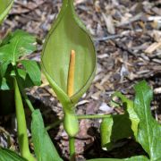 Image of Arum concinnatum  Schott.