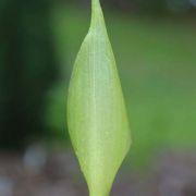 Image of Arum concinnatum  Schott.