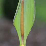 Image of Arum concinnatum  Schott.