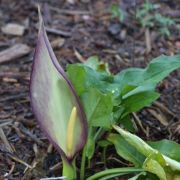 Image of Arum concinnatum  Schott.