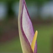 Image of Arum concinnatum  Schott.