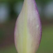 Image of Arum concinnatum  Schott.