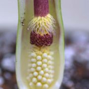 Image of Arum concinnatum  Schott.