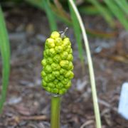 Image of Arum concinnatum  Schott.