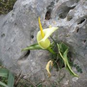 Image of Arum creticum  Boiss. & Heldr..