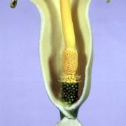 Image of Arum creticum  Boiss. & Heldr..