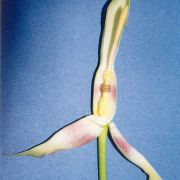 Image of Arum cylindraceum  Gasp..