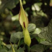 Image of Arum cylindraceum  Gasp..