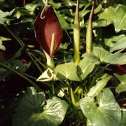 Image of Arum cyrenaicum  Hruby.