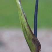Image of Arum dioscoridis var. cyprium (Schott) Engl..