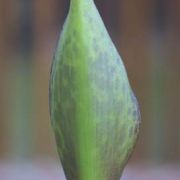 Image of Arum dioscoridis var. cyprium (Schott) Engl..