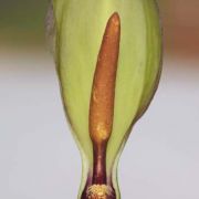 Image of Arum dioscoridis var. syriacum (Blume) Engl..