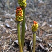 Image of Arum dioscoridis var. syriacum (Blume) Engl..
