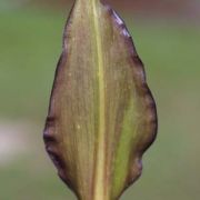 Image of Arum dioscoridis  Sm. in Sibthorp & Smith.