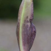 Image of Arum dioscoridis  Sm. in Sibthorp & Smith.