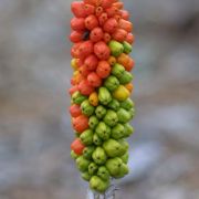 Image of Arum dioscoridis  Sm. in Sibthorp & Smith.