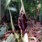 Image of Arum dioscoridis var. cypricum (Schott) Engl..