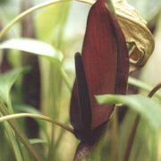 Image of Arum elongatum  Steven.