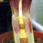 Image of Arum elongatum  Steven.