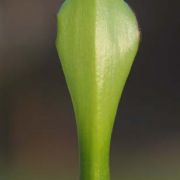 Image of Arum hygrophilum  Boiss..