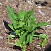 Image of Arum hygrophilum  Boiss..