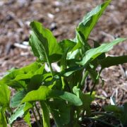 Image of Arum hygrophilum  Boiss..