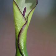 Image of Arum hygrophilum  Boiss..