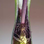 Image of Arum hygrophilum  Boiss..