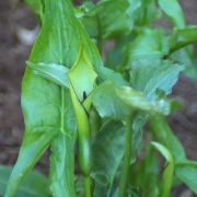 Image of Arum hygrophilum  Boiss..