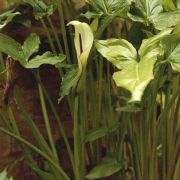 Image of Arum hygrophilum  Boiss..