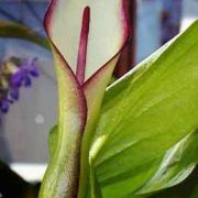 Image of Arum hygrophilum  Boiss..