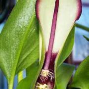 Image of Arum hygrophilum  Boiss..