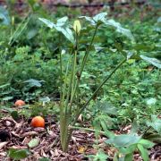 Image of Arum hygrophilum  Boiss..