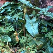 Image of Arum hygrophilum  Boiss..