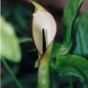 Image of Arum hygrophilum  Boiss..