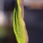 Image of Arum idaeum  Coust. & Gandoger.