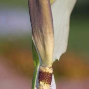 Image of Arum idaeum  Coust. & Gandoger.