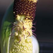 Image of Arum idaeum  Coust. & Gandoger.