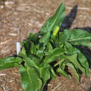 Image of Arum idaeum  Coust. & Gandoger.