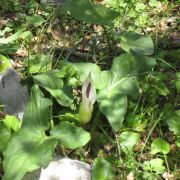 Image of Arum idaeum  Coust. & Gandoger.