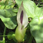 Image of Arum idaeum  Coust. & Gandoger.