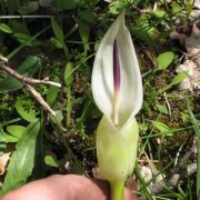 Image of Arum idaeum  Coust. & Gandoger.