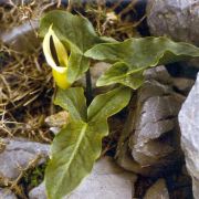 Image of Arum idaeum  Coust. & Gandoger.