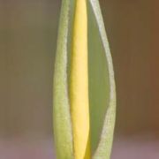 Image of Arum italicum ssp. albispathum (Steven ex Ledeb.) Prime.