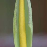 Image of Arum italicum ssp. albispathum (Steven ex Ledeb.) Prime.