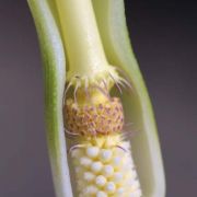 Image of Arum italicum ssp. albispathum (Steven ex Ledeb.) Prime.