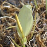 Image of Arum italicum ssp. albispathum (Steven ex Ledeb.) Prime.