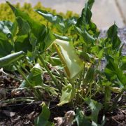 Image of Arum italicum ssp. albispathum (Steven ex Ledeb.) Prime.