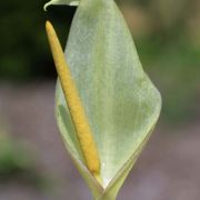 Image of Arum italicum ssp. albispathum (Steven ex Ledeb.) Prime.